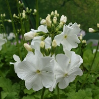Primula sieboldii 'Snowdrop'
